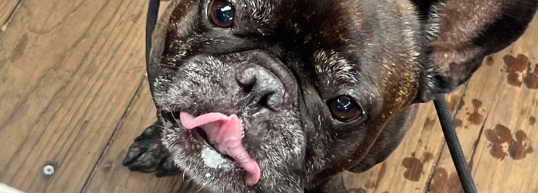 Dogs, Burgers, and Ocean Views!