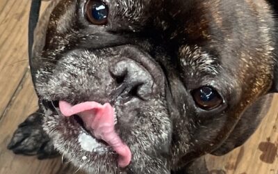 Dogs, Burgers, and Ocean Views!